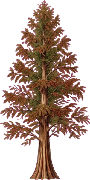 Dawn Redwood
