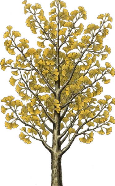 Ginkgo