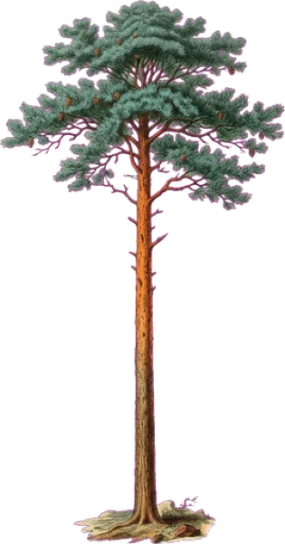 Scots Pine