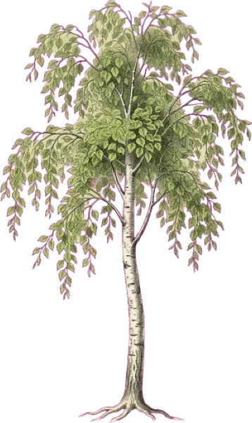 Silver Birch